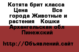 Котята брит класса › Цена ­ 20 000 - Все города Животные и растения » Кошки   . Архангельская обл.,Пинежский 